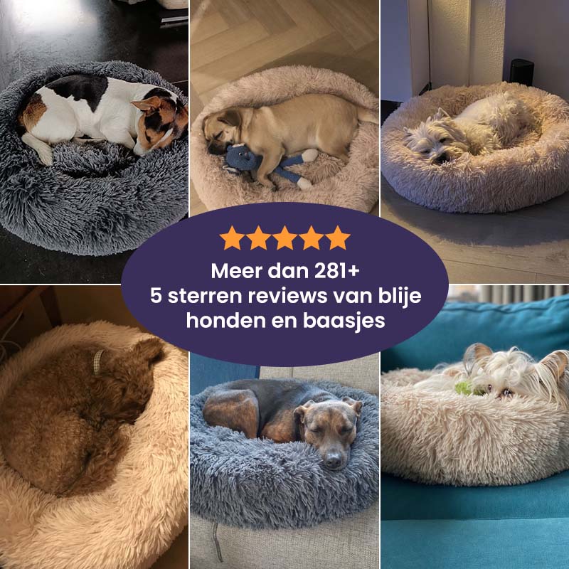 DreamPaw™ | Waar pootjes rust vinden en dromen beginnen!