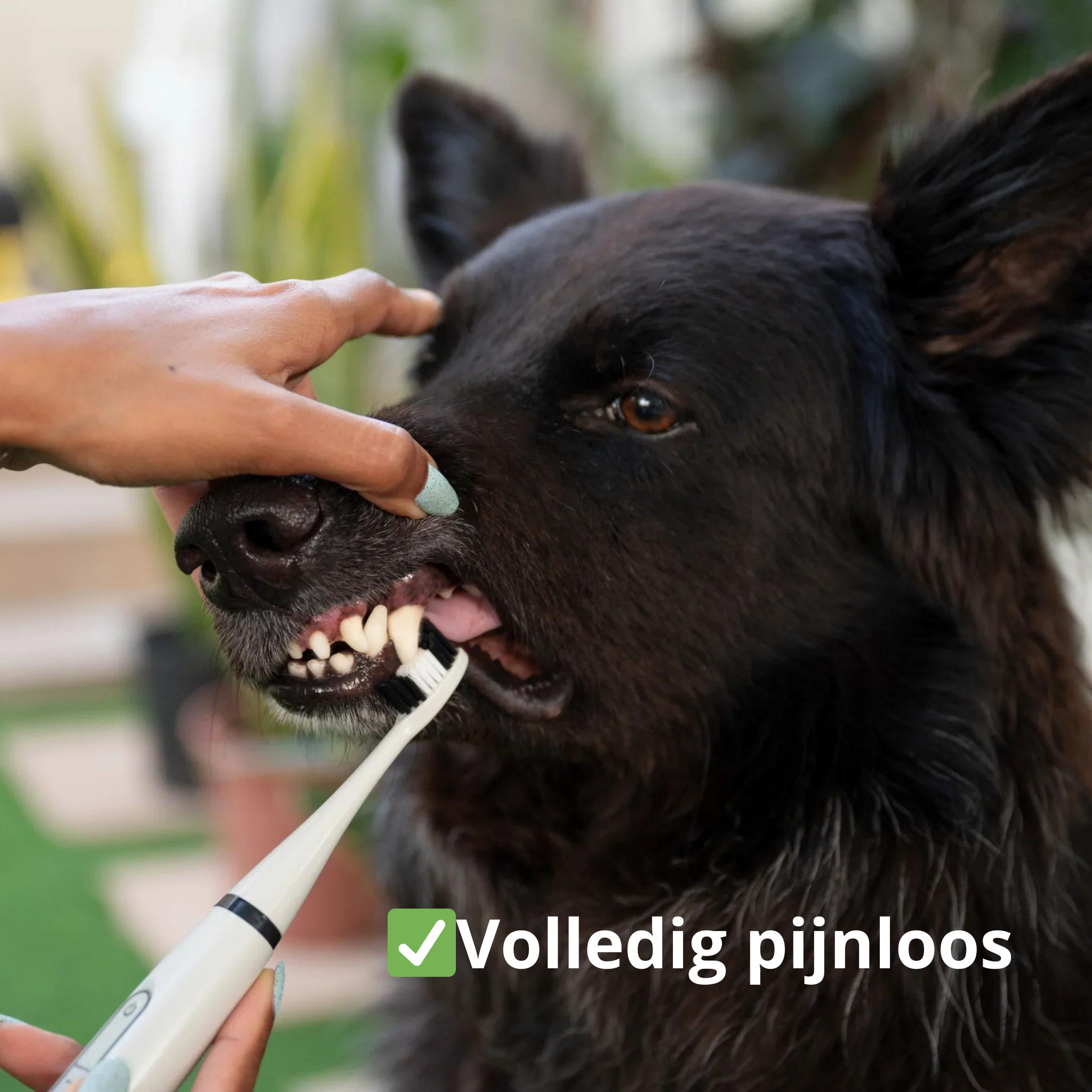 PetTeeth™ Bescherm je hond tegen tandziektes!