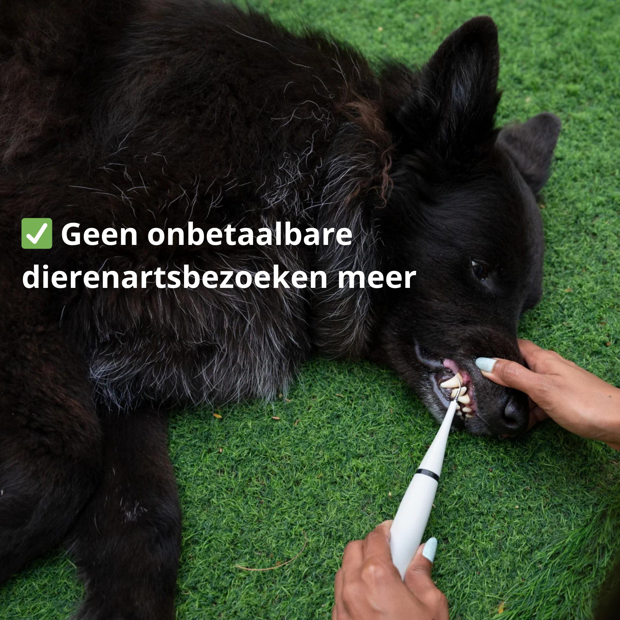 PetTeeth™ Bescherm je hond tegen tandziektes!