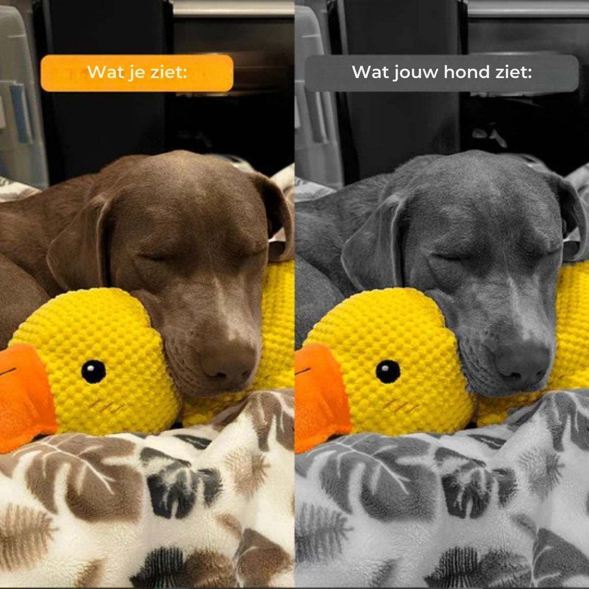 QuackBuddy | Anti-Stress Speelgoed voor Honden