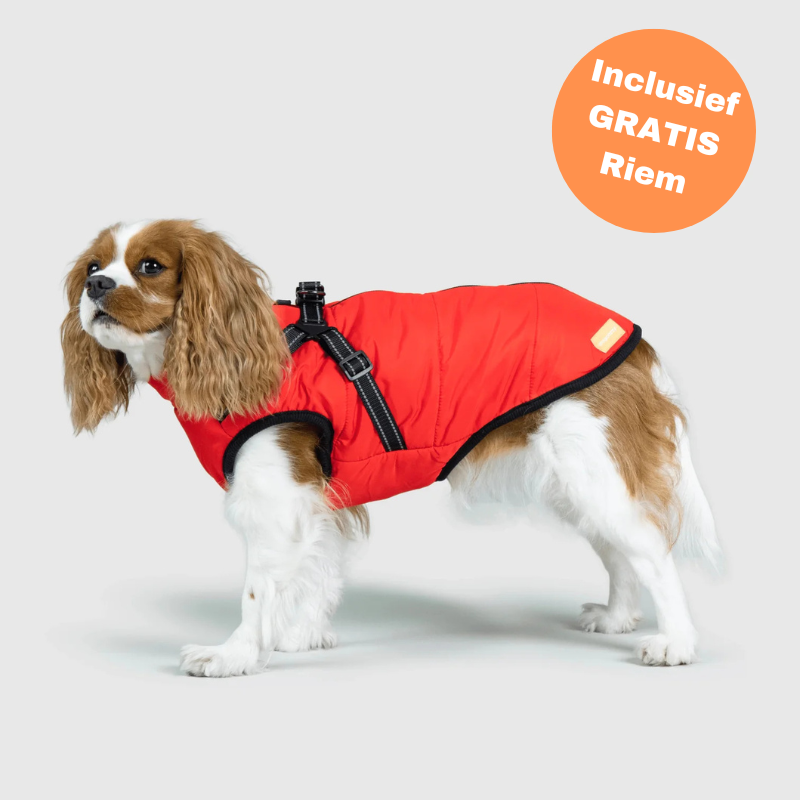 FluffyFit™ | Bescherm je hond tegen de koude herfst & winterdagen!