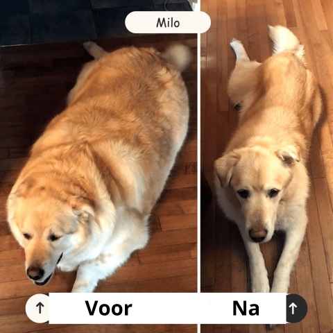 HappyPaw™ Verhoog het plezier, verminder jouw moeite!