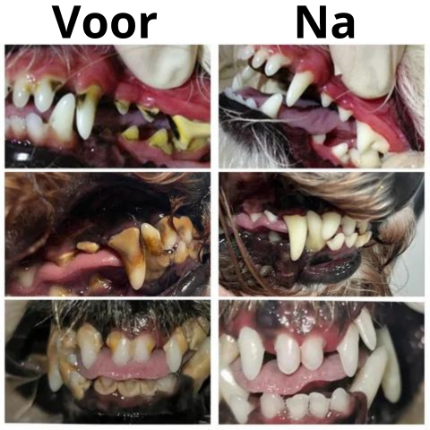 PetSmile™ | Zeg vaarwel tegen tandplak en een stinkende adem!