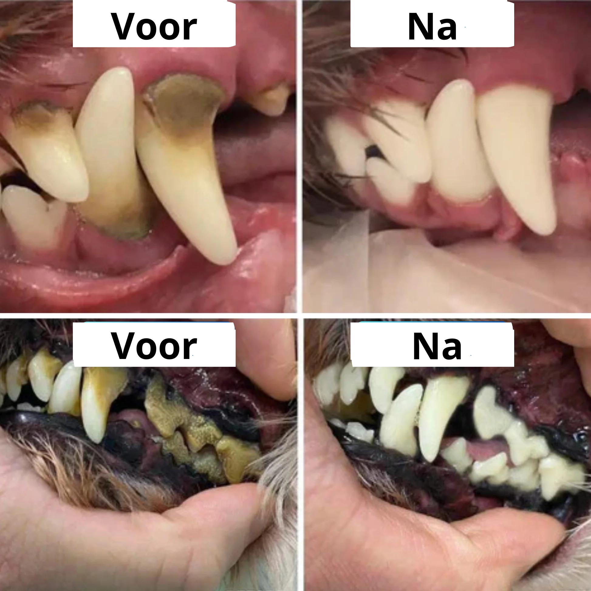 PetTeeth™ | Bescherm je hond tegen tandsteen!