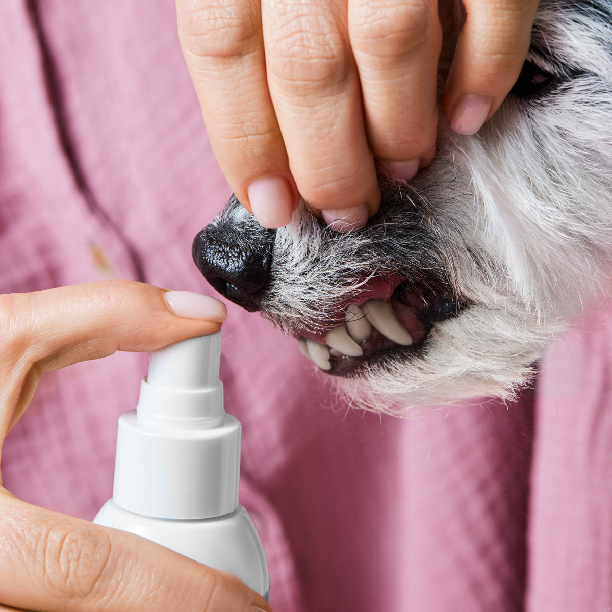 PetSmile Dental Spray™ | ⭐Bestseller